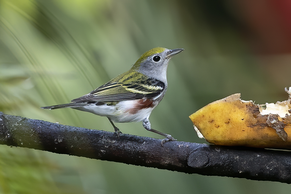 Chestnut-sided Warbler